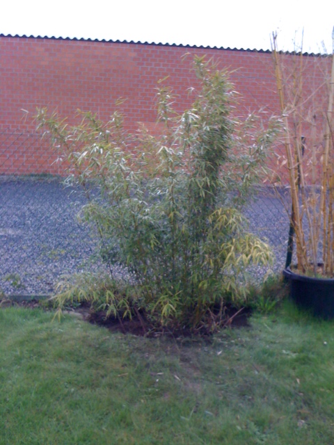 Fargesia rufa haag 201204.JPG