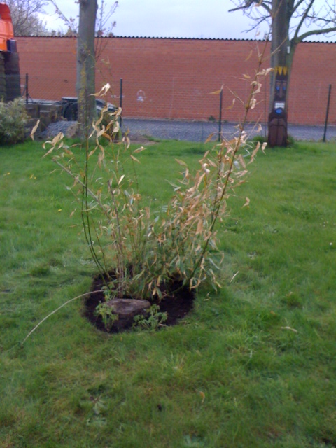 Fargasesia robusta 'Wolong' 201204 .JPG