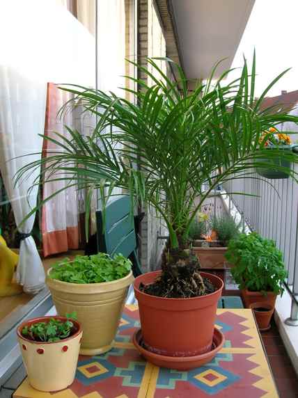 Tuin Palm.JPG
