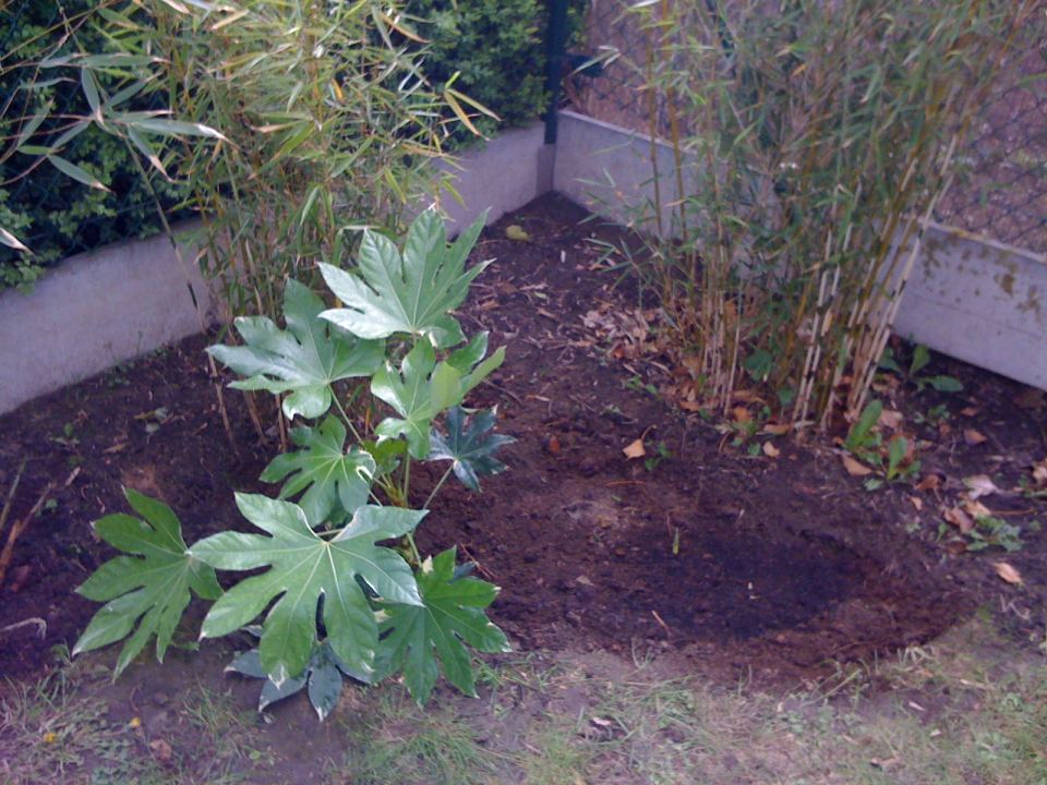 Fatsia japonica variegata 201205.jpg
