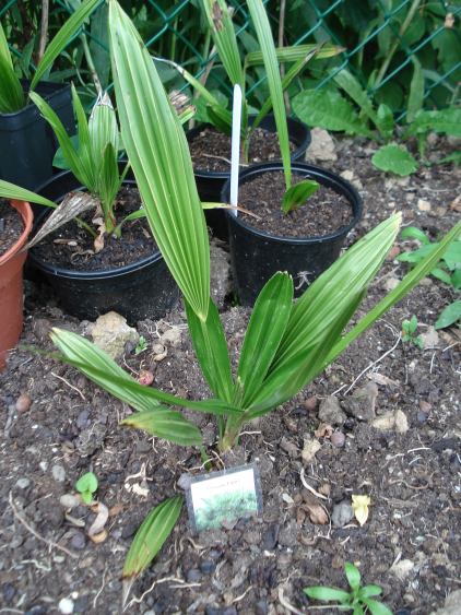 Trachycarpus fortunei 201008.JPG