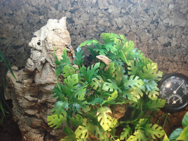Anolis fem.jpg
