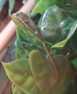 Anolis juv1.jpg
