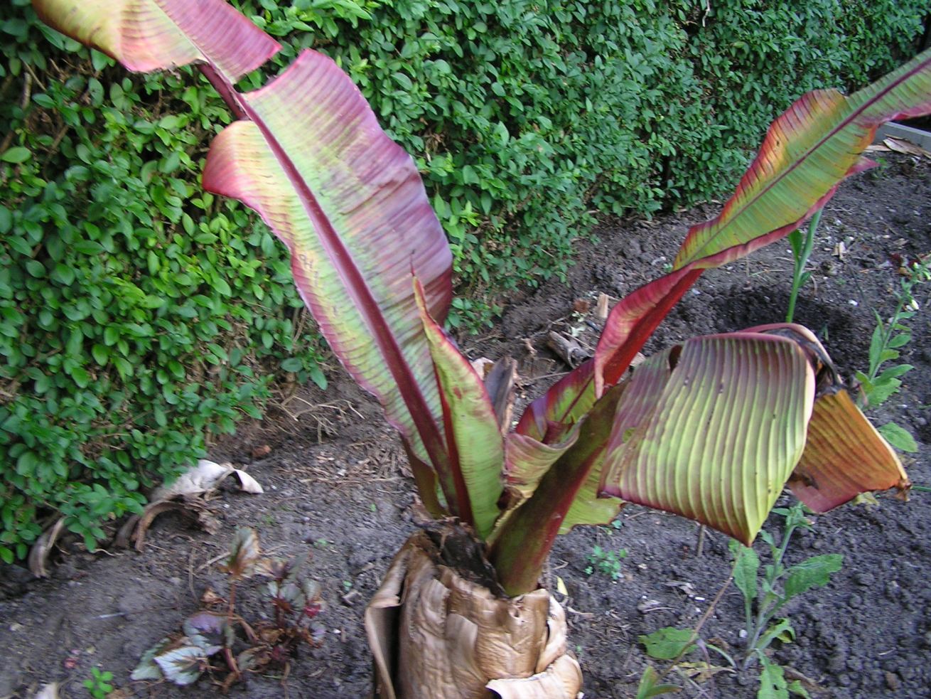 Herschaalde kopie van diverse fotoos tuin 28mei2012 022.jpg