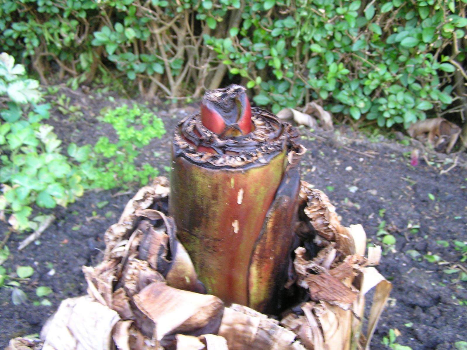 Herschaalde kopie van 001.jpg