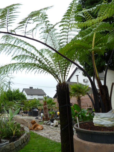 tuin Juli 2012 084.jpg