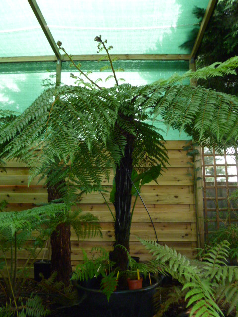 tuin Juli 2012 030.jpg