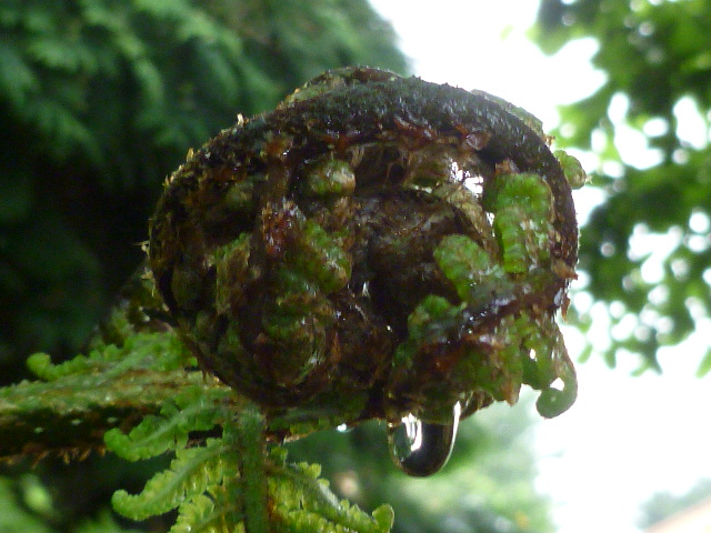 tuin Juli 2012 047.jpg