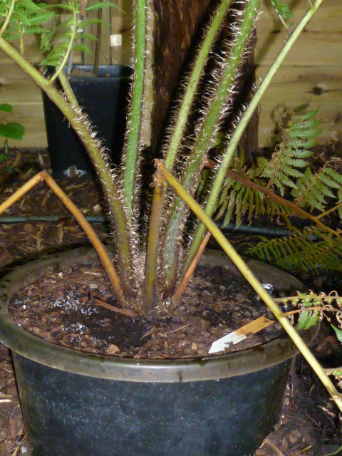 tuin Juli 2012 031.jpg