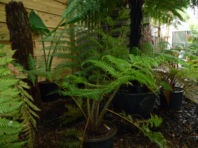 tuin Juli 2012 032.jpg