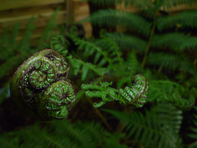 tuin Juli 2012 033.jpg
