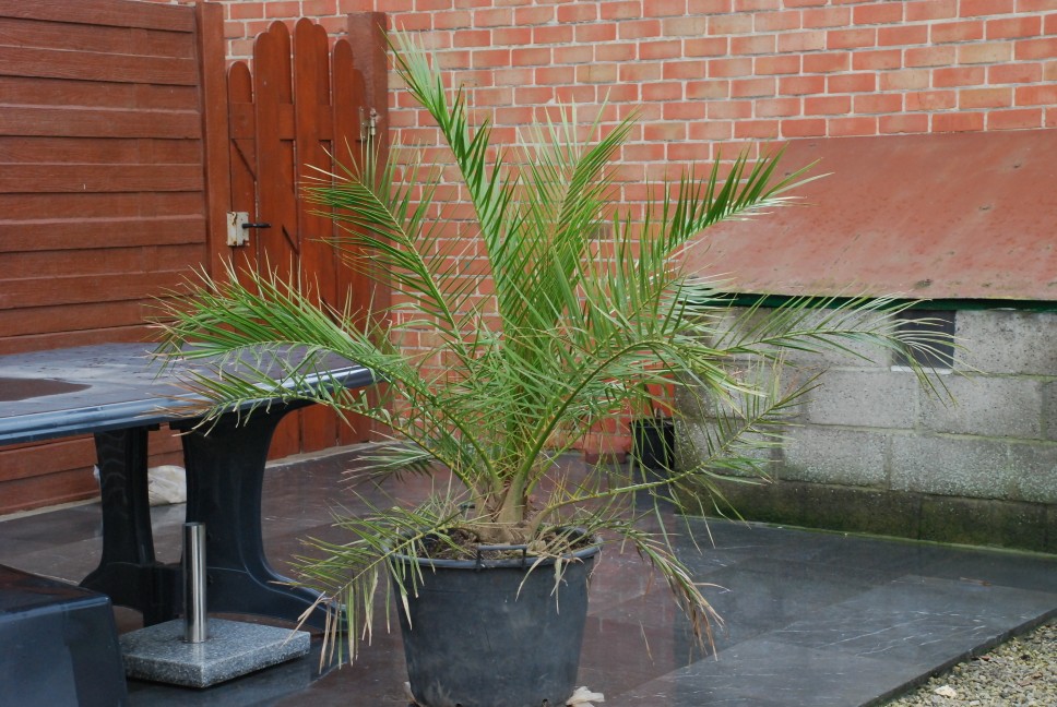 DSC_0158 (968 x 648).jpg