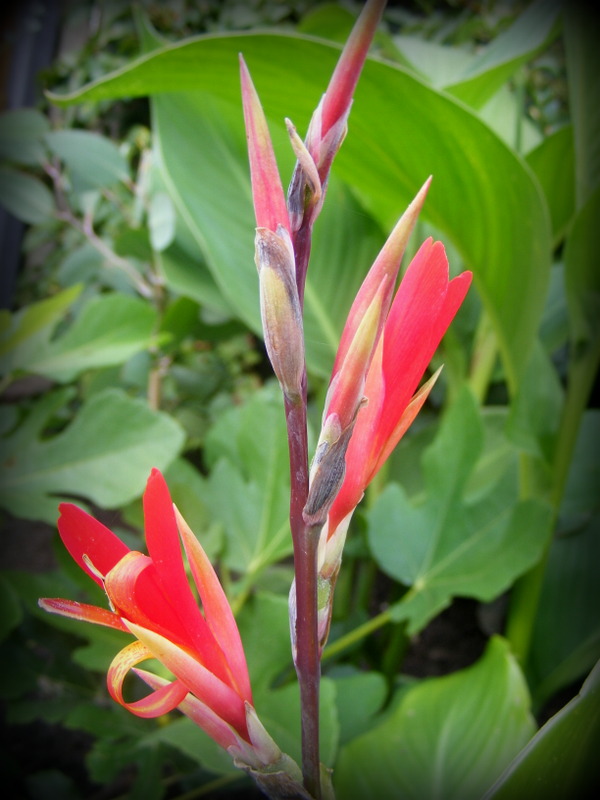 DSCF6890.JPG