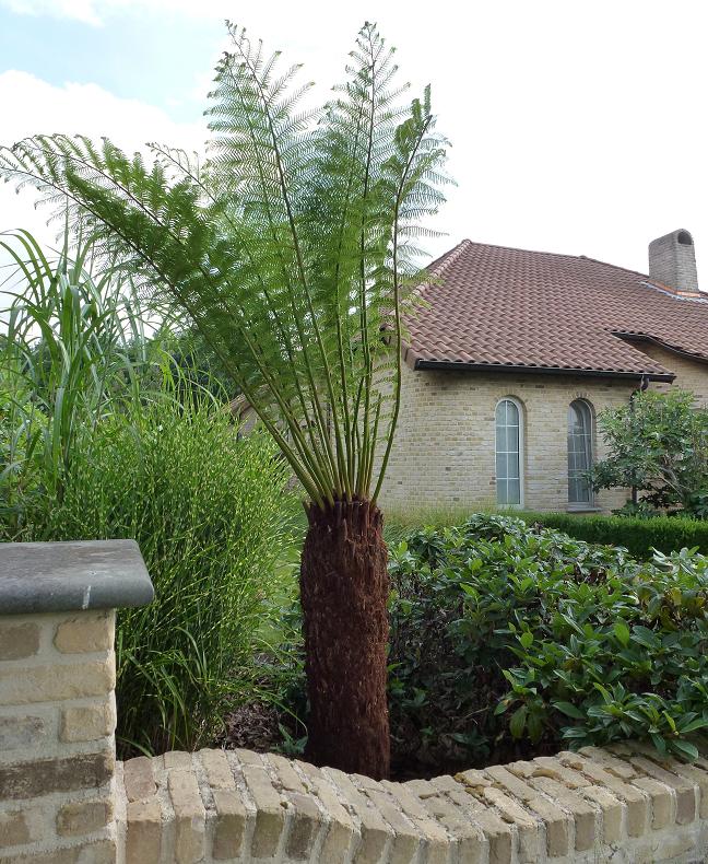 Dicksonia.JPG
