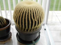 cactus1.jpg