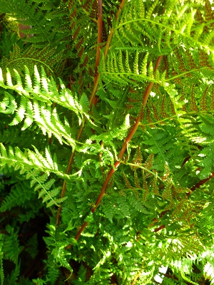 welke cyatheasoort1.jpg