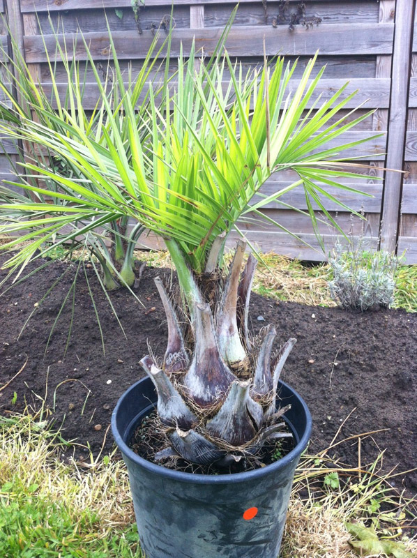butia2a.jpg