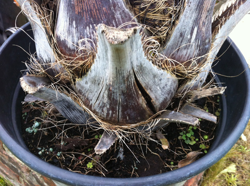 butia2b.jpg