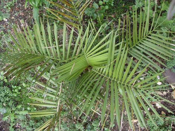 SDC11323 (600 x 450).jpg