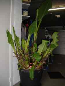 Herschaalde kopie van DSCI0449.jpg