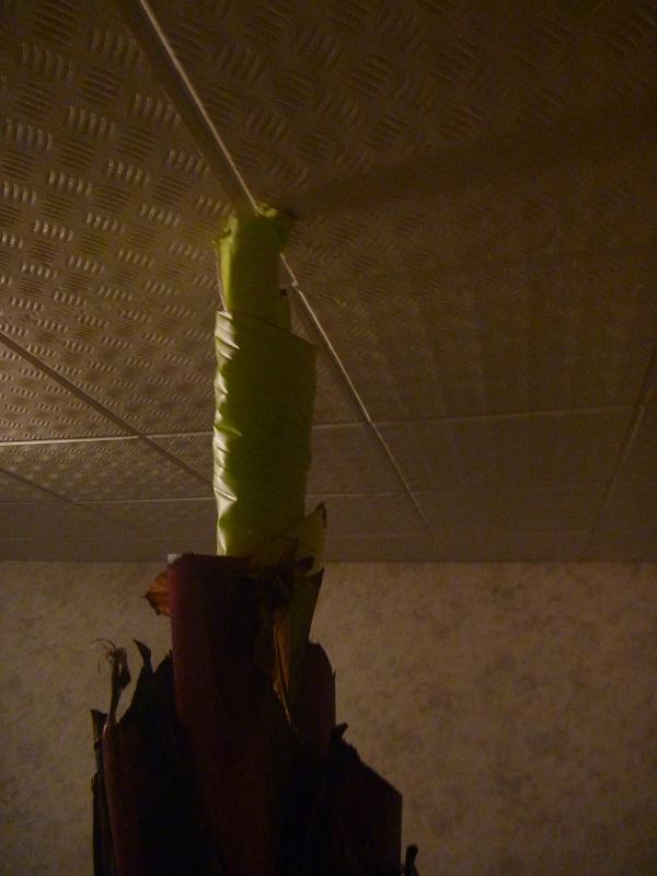 ensete 2013 januar.jpg