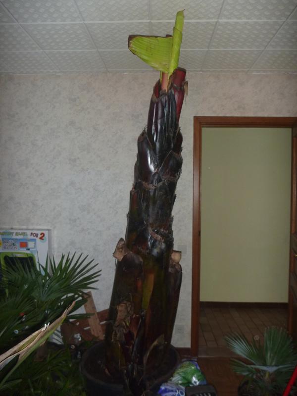 ensete 2013 januari.jpg