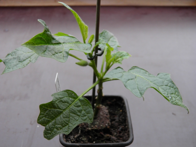 Stek Sanguinea x Strybing Vulsa 26 jan.JPG