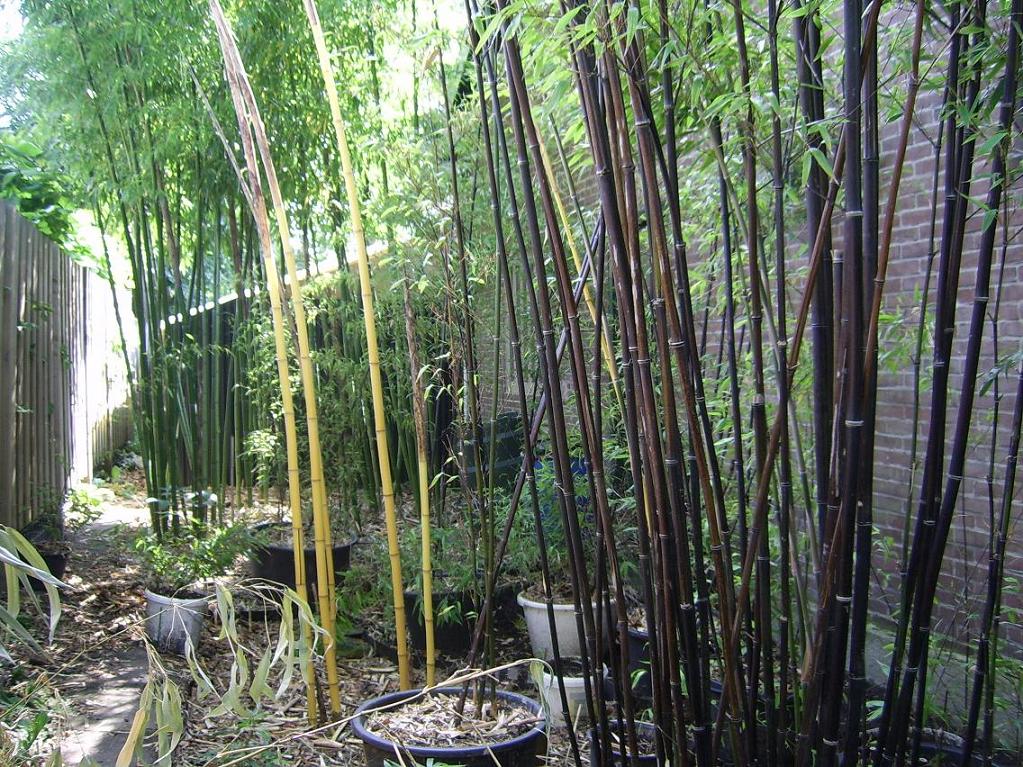 Bamboe overzichtsfoto.JPG