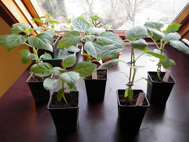 Zaailing 13 februari.JPG