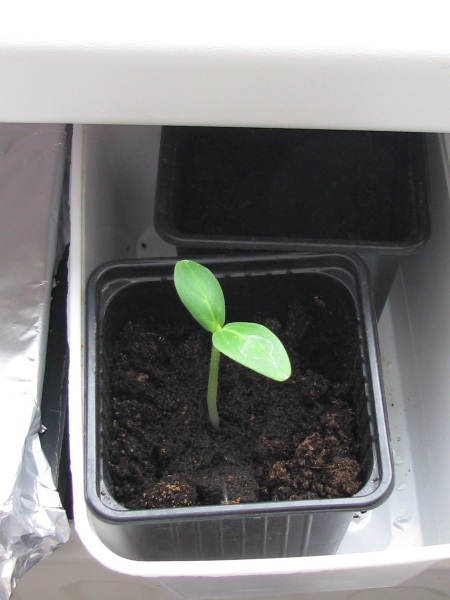 Komkommer zaailing.JPG