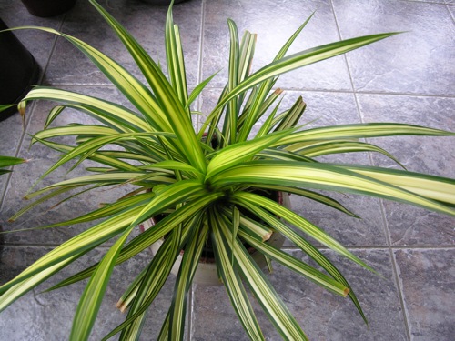 Pandanus_tectorii-'Baptisti'.jpg