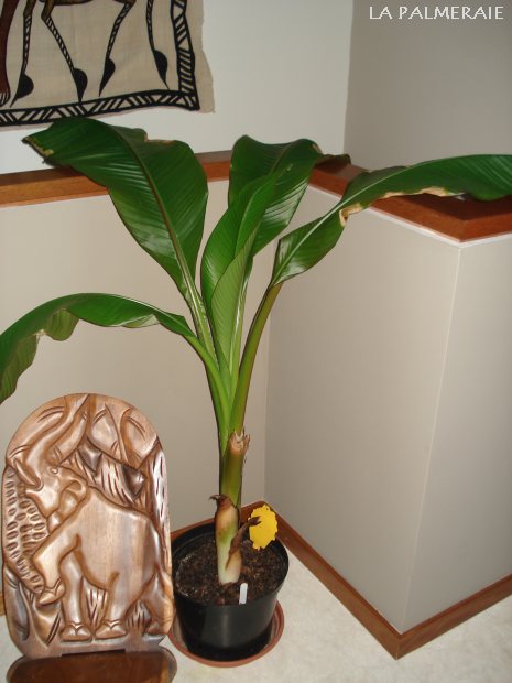 Ensete v. Maurelli 03-2010.JPG