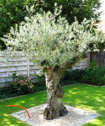 Herschaalde kopie van Olea Europaea.jpg