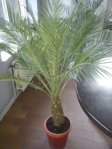 DSC00132.jpg
