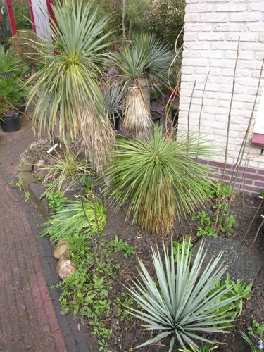 Yucca_looka.jpg