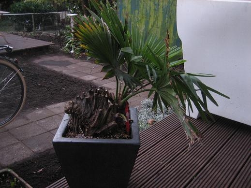 palm.jpg