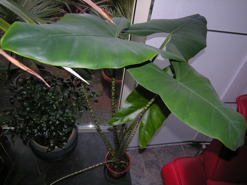 Alocasia_zebrina.jpg
