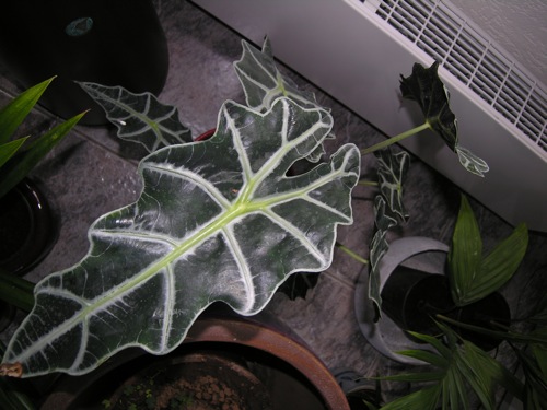 Alocasia_sanderiana.jpg