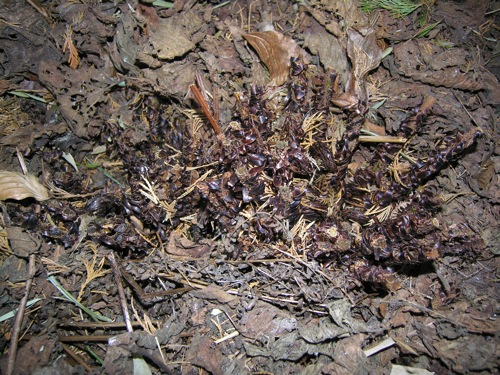 Polystichum_proliferum.jpg
