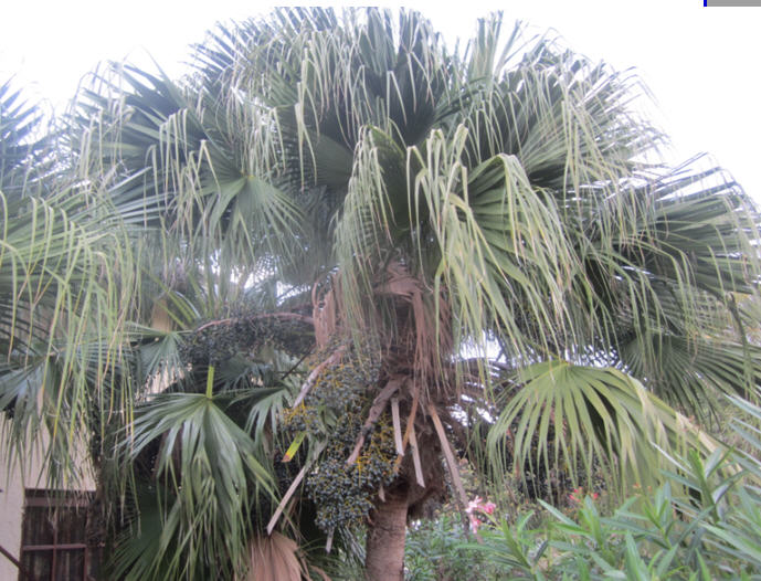 Palm 1.jpg