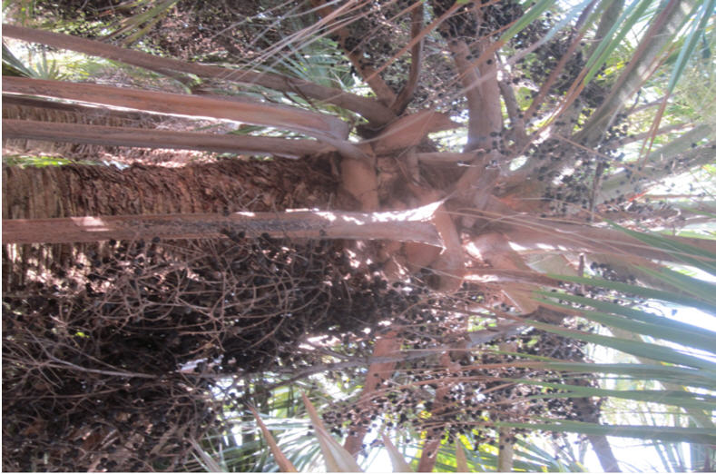 Palm 2.jpg