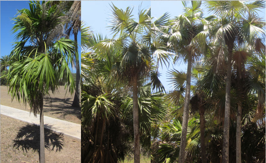 Palm 4.jpg