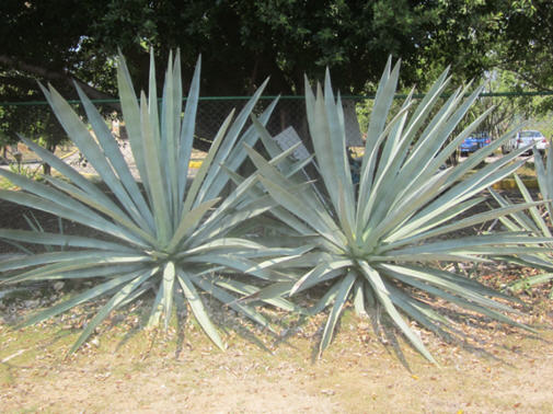plant 2.jpg