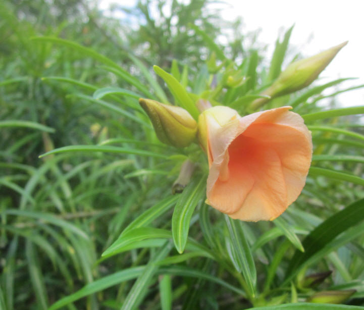 plant 3.jpg