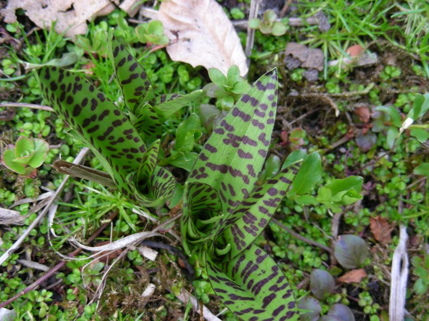 dactylorhiza.JPG