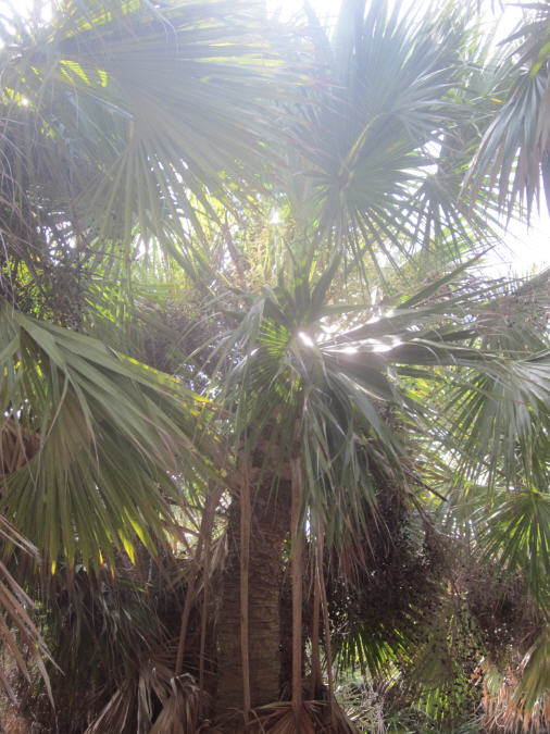 Palm 2a.jpg