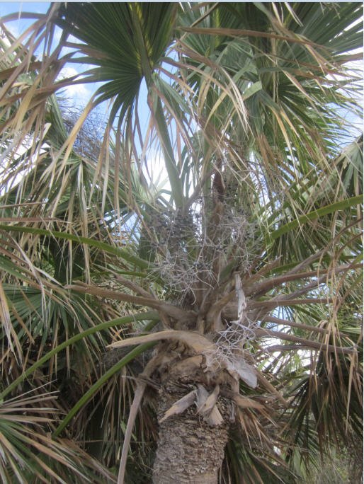 Palm 2b.jpg