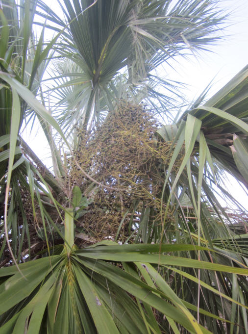 Palm 2d.jpg