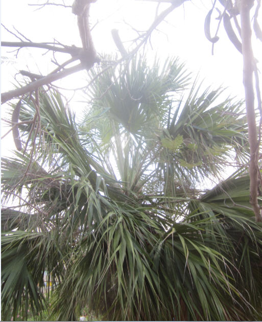 Palm 2e.jpg