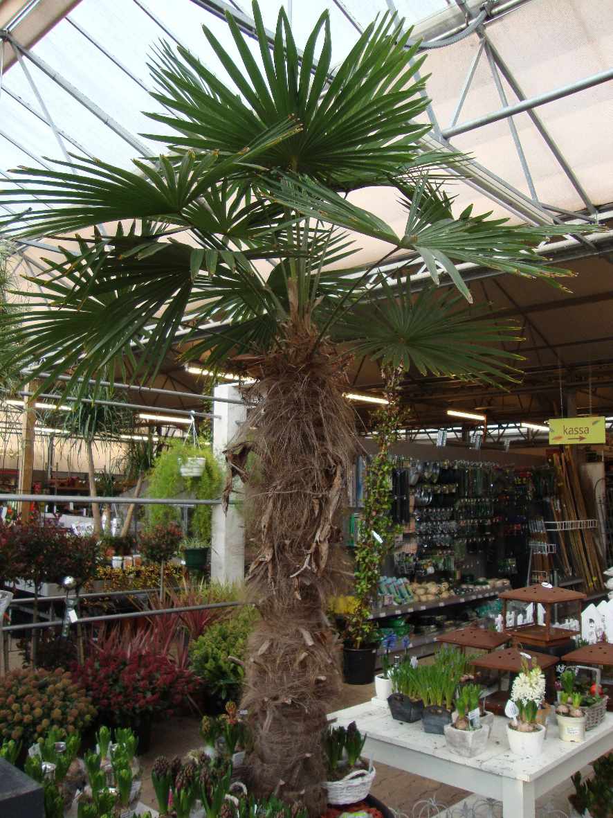 Herschaalde kopie van trachycarpus fortunei winsan 001.jpg